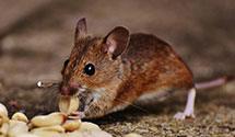 24 Hour & Emergency Exterminators in Farmington, NM